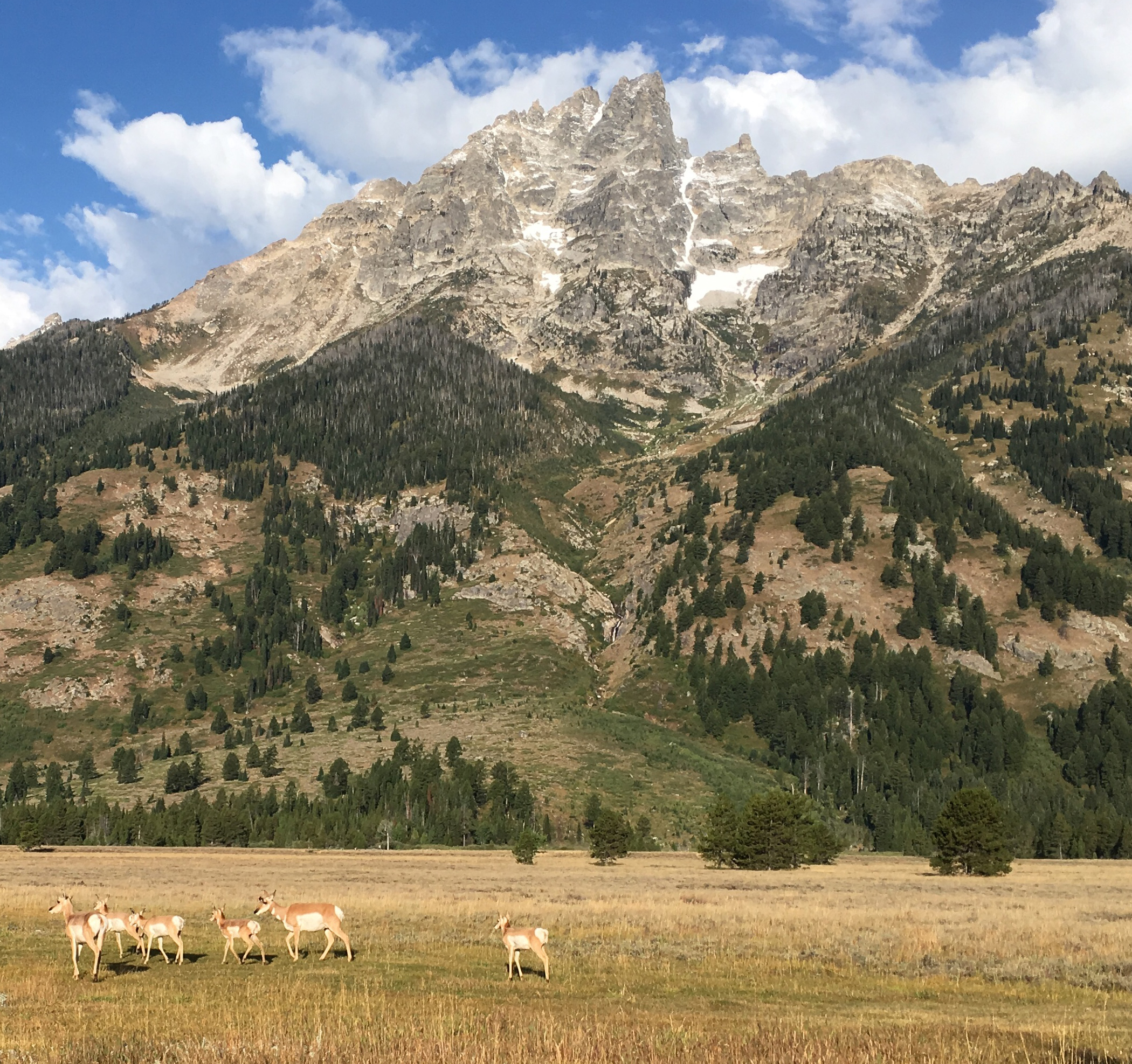 Lupine Meadows, Teewinot, and pronghorn